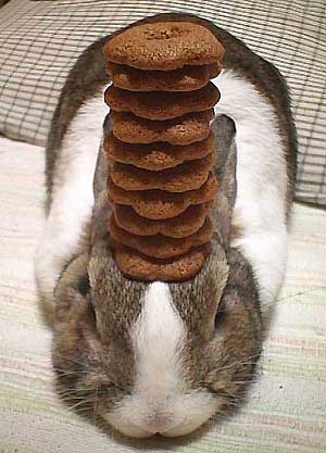 bunny